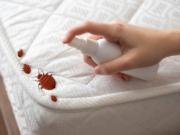 Best Bed Bug Extermination  in Hollister, MO